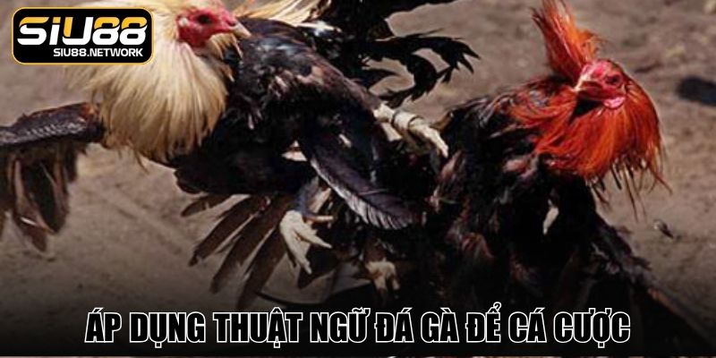 Áp dụng thuật ngữ đá gà để cá cược