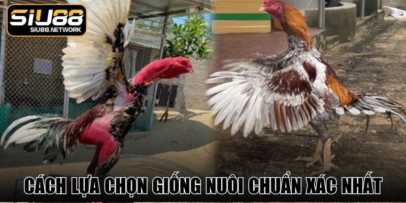 Cách lựa chọn giống nuôi chuẩn xác nhất