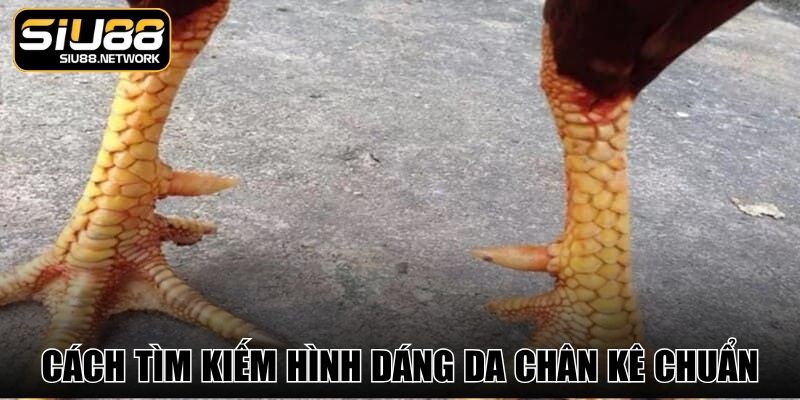 Cách tìm kiếm hình dáng da chân kê chuẩn
