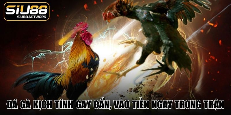 Đá gà kịch tính gay cấn, vào tiền ngay trong trận Đá gà kịch tính gay cấn, vào tiền ngay trong trận