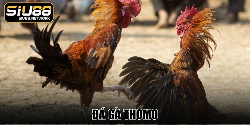 Đá Gà Thomo - Trải Nghiệm Kịch Tính Từ Trường Kê Campuchia