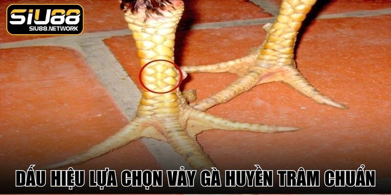 Dấu hiệu lựa chọn vảy gà huyền trâm chuẩn