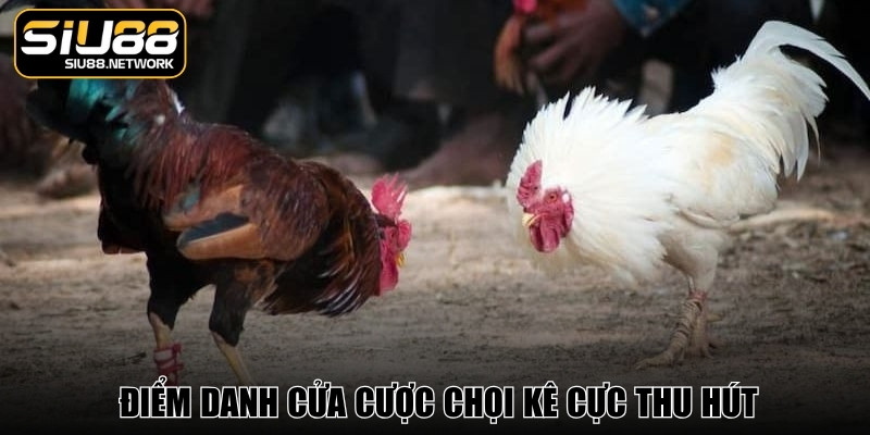 Điểm danh cửa cược chọi kê cực thu hút, thắng nhanh chóng Điểm danh cửa cược chọi kê cực thu hút, thắng nhanh chóng