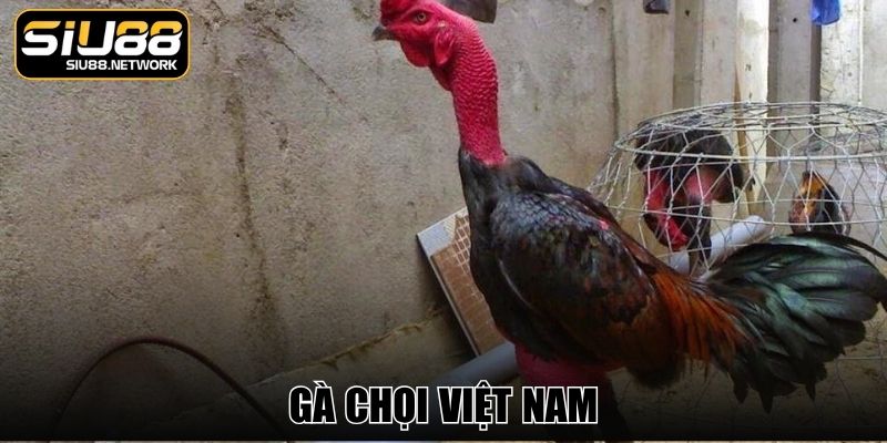 Gà Chọi Việt Nam - Giống Kê Sở Hữu Sức Bền Vượt Trội