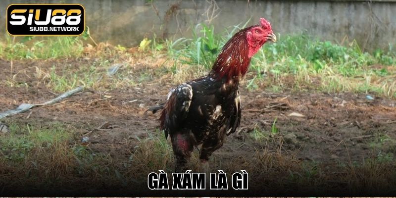 Gà Xám Là Gì - Kiến Thức Cơ Bản Cho Người Nuôi Kê Chọi
