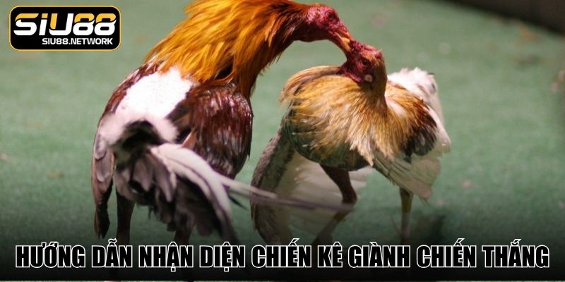 Hướng dẫn nhận diện chiến kê giành chiến thắng