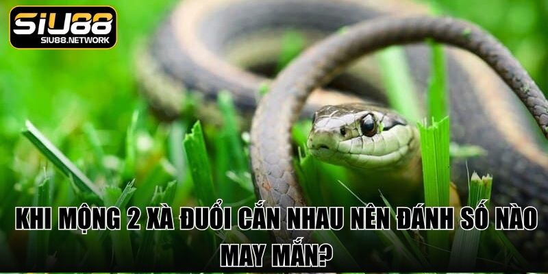 Khi mộng 2 xà đuổi cắn nhau nên đánh số nào may mắn?