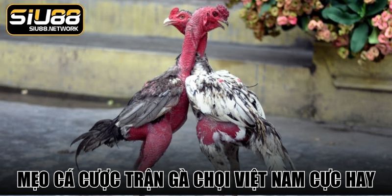 Mẹo cá cược trận gà chọi Việt Nam cực hay