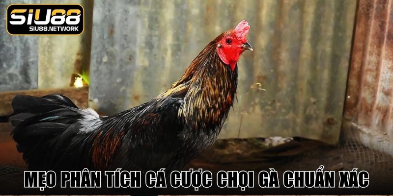 Mẹo phân tích cá cược chọi gà chuẩn xác