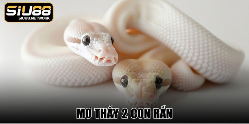 Mơ Thấy 2 Con Rắn - Lời Nhắn Từ Điềm Báo Đổi Vận Tới Gần