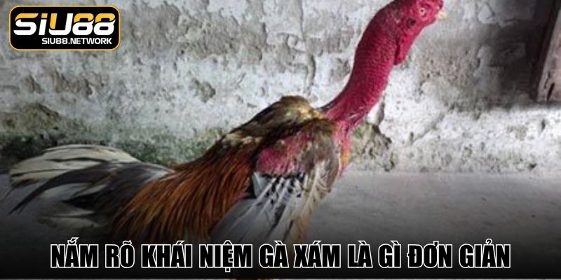 Nắm rõ khái niệm gà xám là gì đơn giản