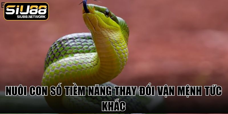 Nuôi con số tiềm năng thay đổi vận mệnh tức khắc