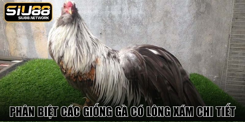 Phân biệt các giống gà có lông xám chi tiết