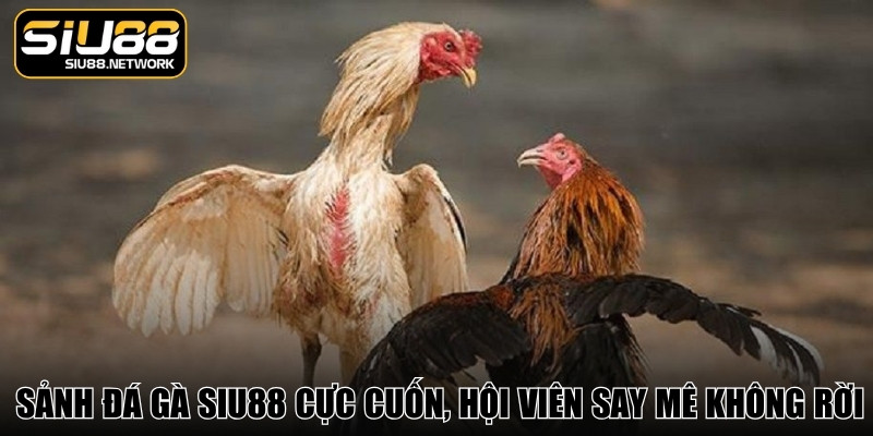 Sảnh đá gà Siu88 cực cuốn, hội viên say mê không rời Sảnh đá gà Siu88 cực cuốn, hội viên say mê không rời