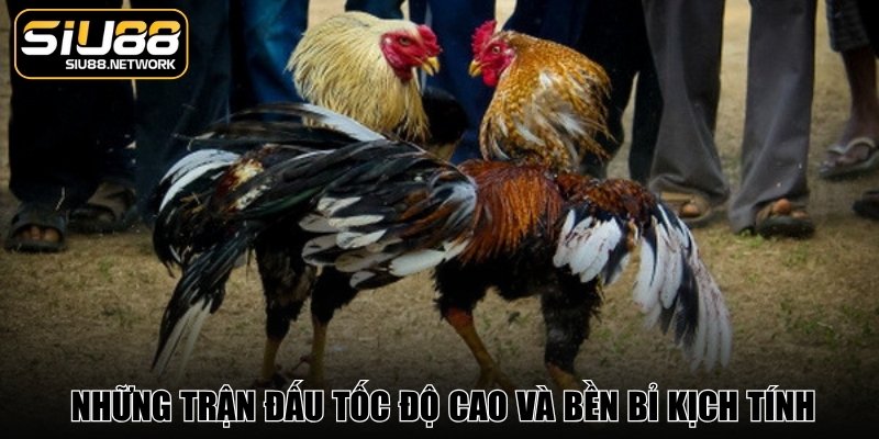 Sảnh đem đến những trận đấu tốc độ cao và bền bỉ kịch tính Sảnh đem đến những trận đấu tốc độ cao và bền bỉ kịch tính