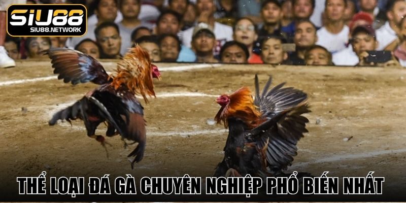 Thể loại đá gà chuyên nghiệp phổ biến nhất