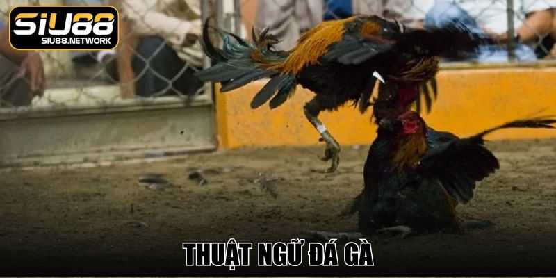 Thuật Ngữ Đá Gà Phổ Biến Cho Người Hâm Mộ Trận Đấu Kê