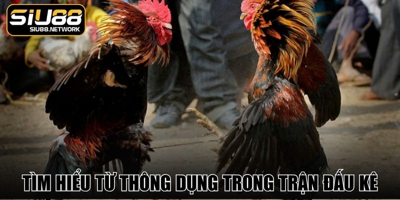 Tìm hiểu từ thông dụng trong trận đấu kê