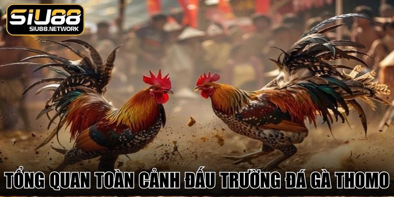 Tổng quan toàn cảnh đấu trường đá gà Thomo
