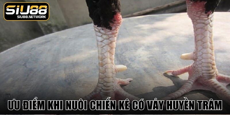 Ưu điểm khi nuôi chiến kê có vảy huyền trâm