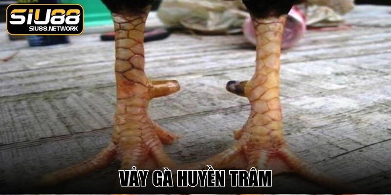 Vảy Gà Huyền Trâm - Dấu Hiệu Nhận Biết Chiến Kê Xuất Sắc